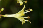 Southern bush honeysuckle